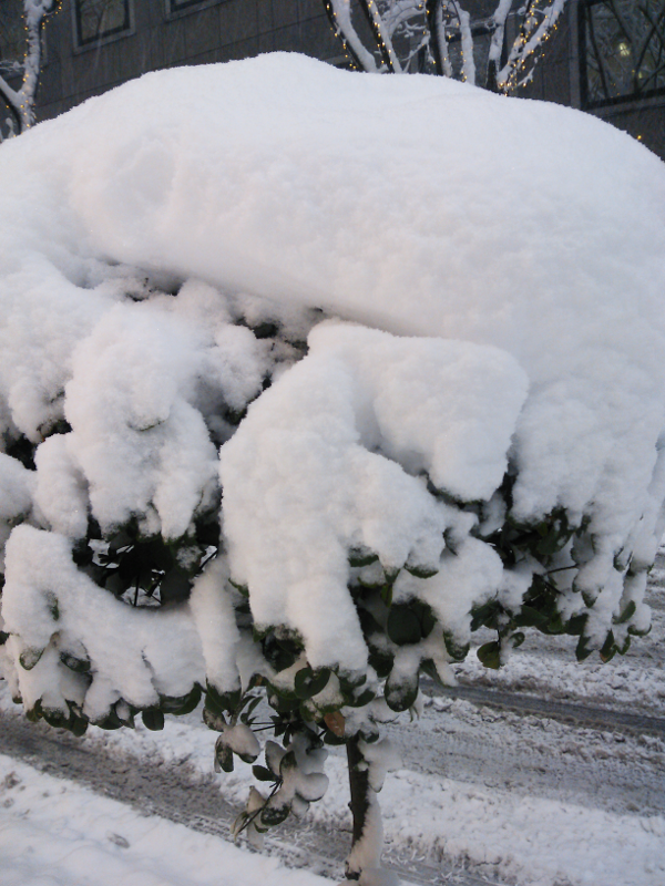 雪景色 街路樹