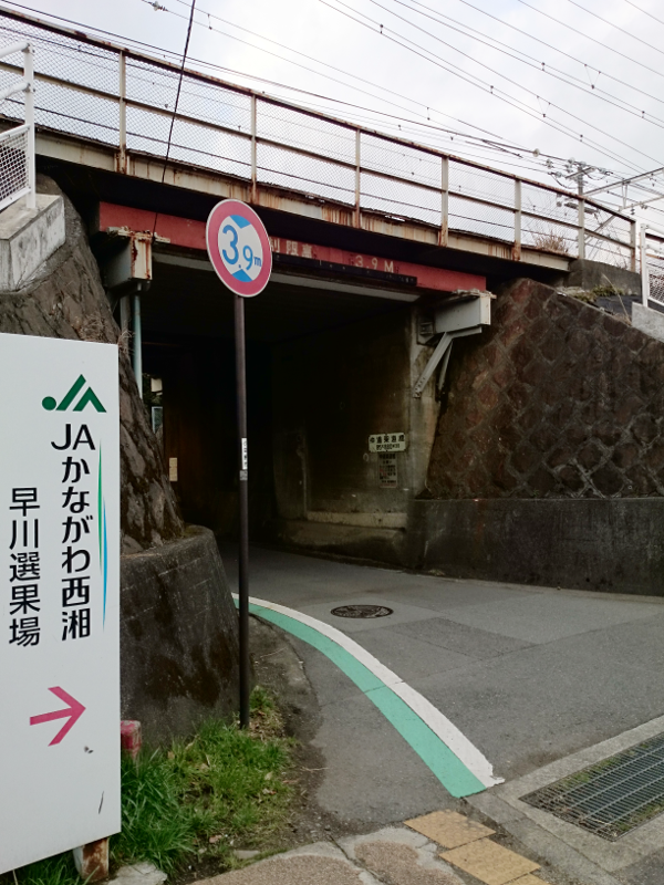 薬王山 東善院 厄よけ魚藍観音 1